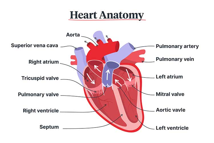 heart anatomy diagram
