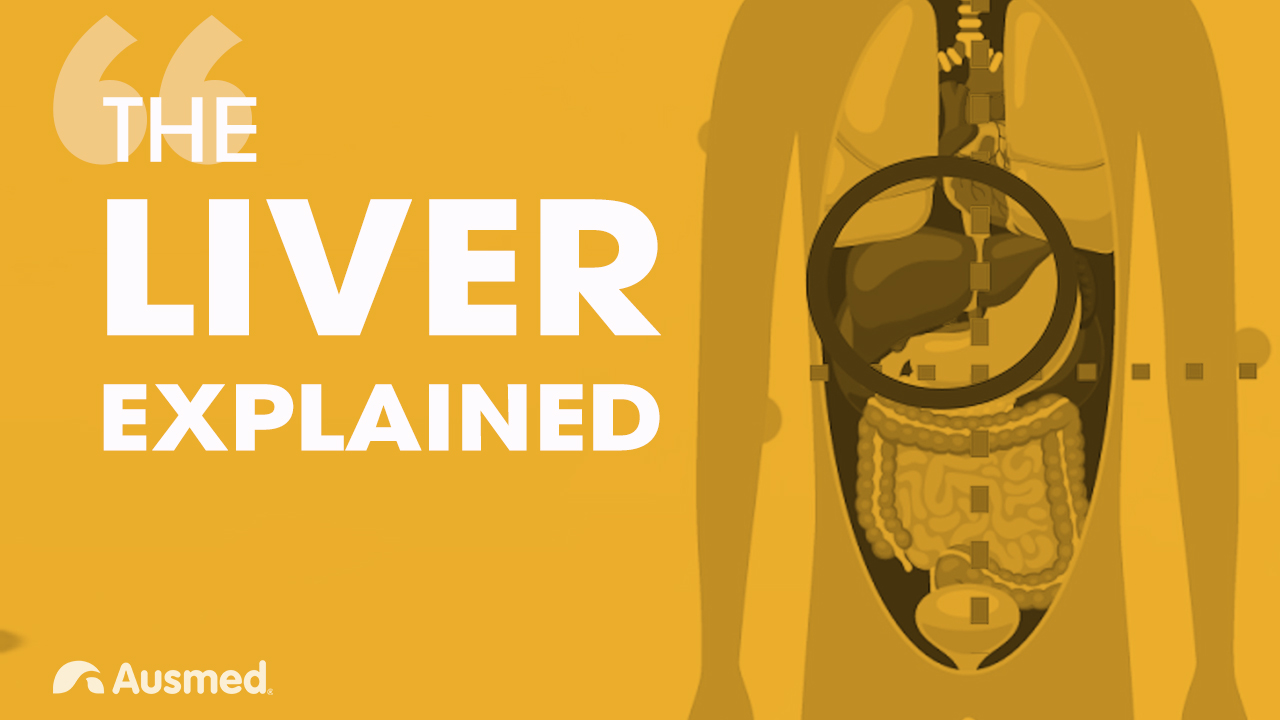 Image for The Liver Explained