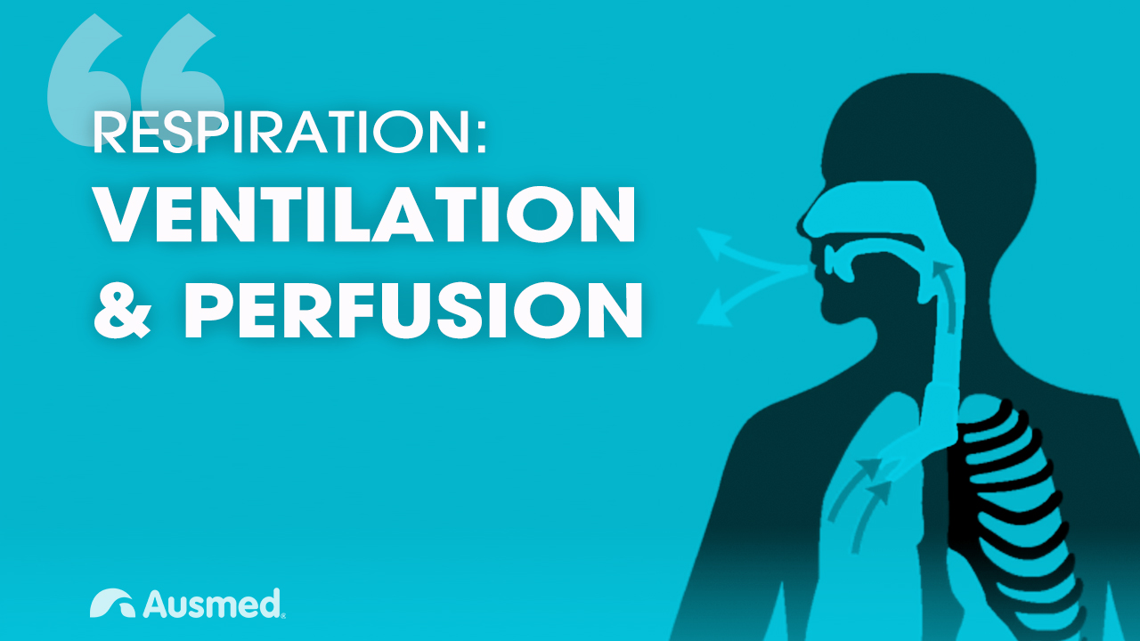 Ventilation, Diffusion and Perfusion | Ausmed Explains