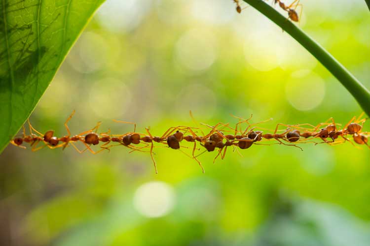 Ants using teamwork to build a bridge | Image