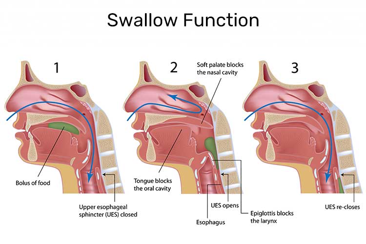 Swallow function