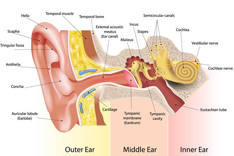 ear anatomy diagra,