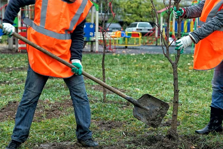 People planting trees | Image