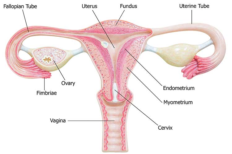 diagram of vagina
