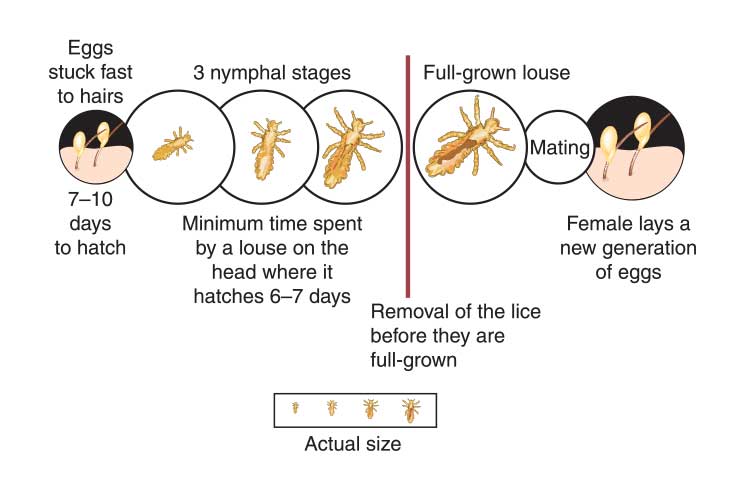 lice lifecycle