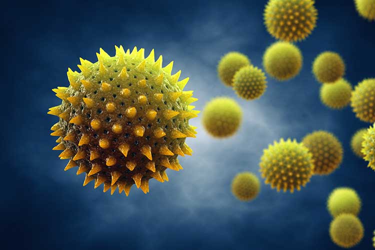 asthma trigger pollen