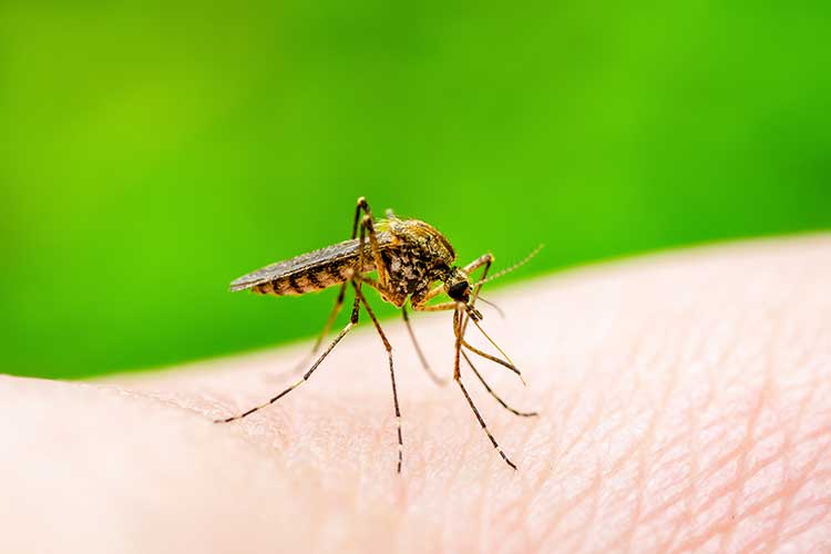 parasites vector mosquito