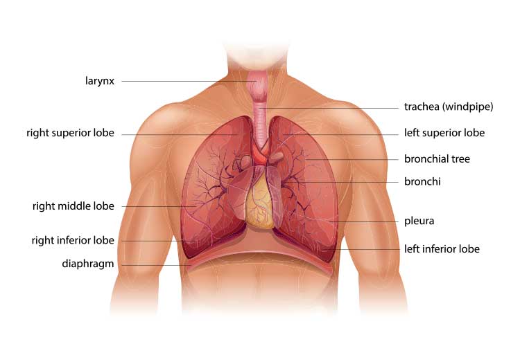 chest auscultation lung diagram