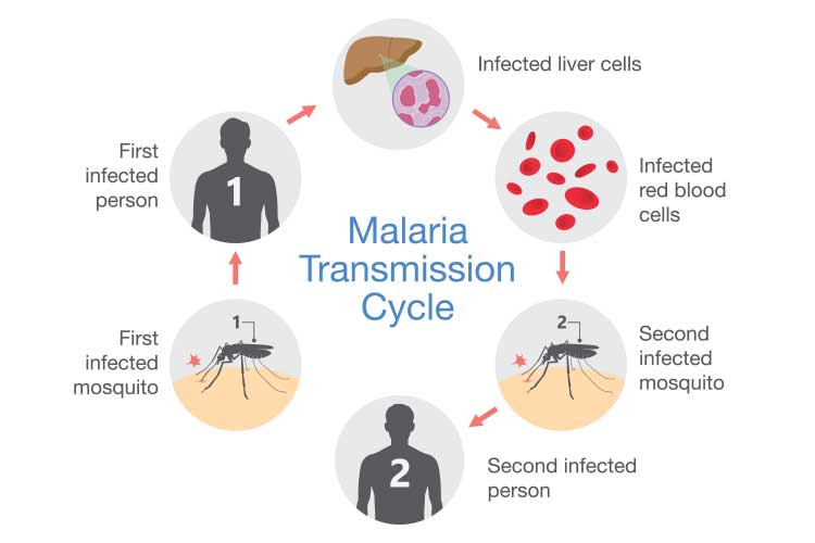 malaria cycle