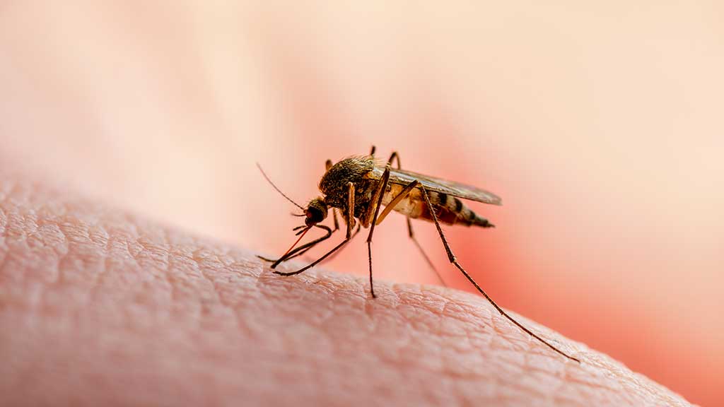 What Is The Main Cause Of Malaria