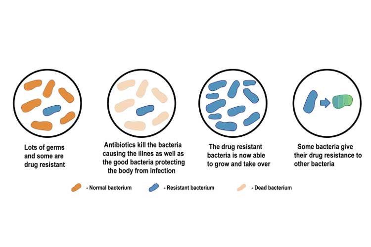 antibacterial resistance diagram