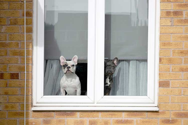 client pets at window