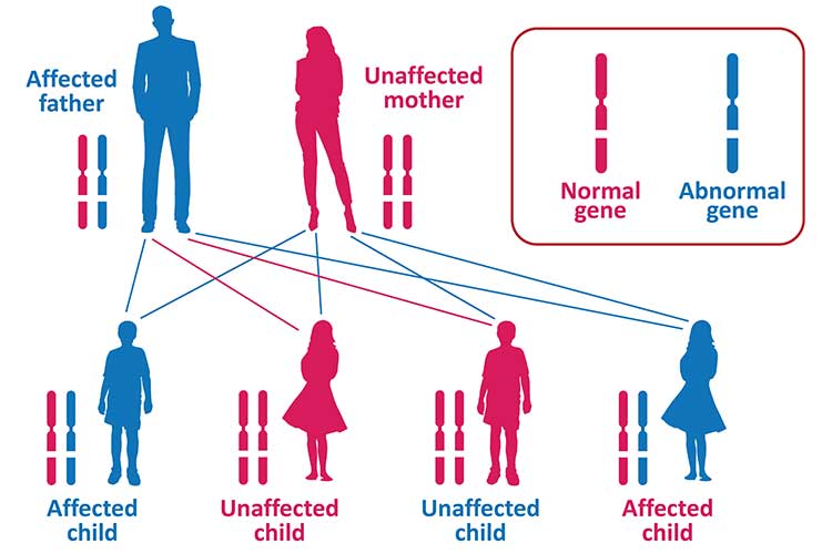 autosomal dominant disease inheritance pattern diagram