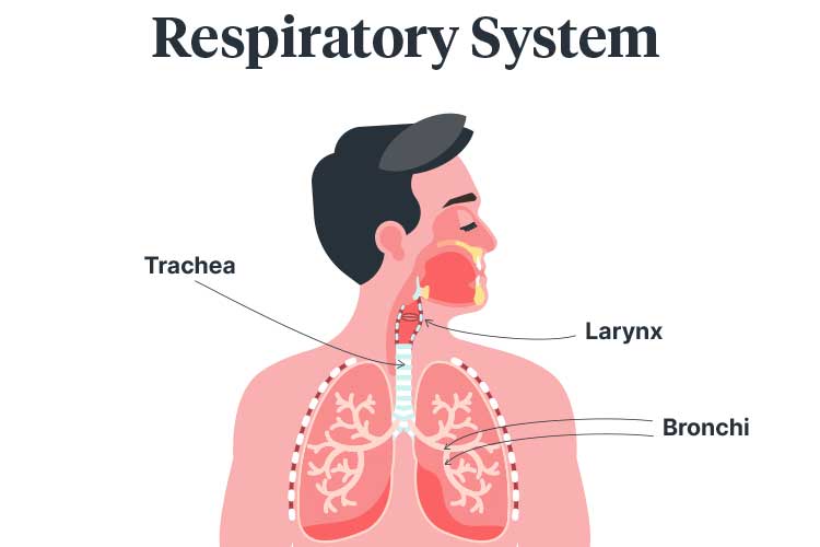 choking respiratory system diagram