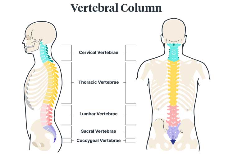 low back pain vertebrae diagram