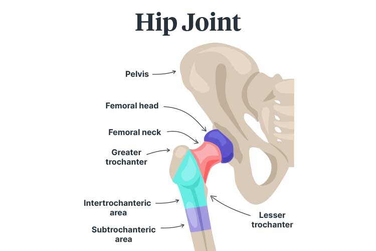 hip fracture hip joint diagram