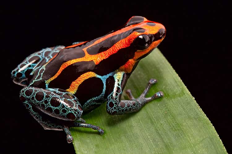 Acute Management of Poisoning poison dart frog