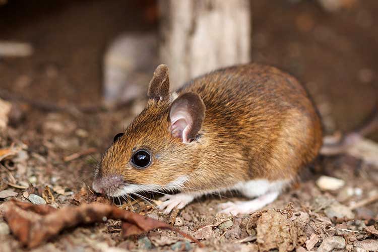 lyme disease white footed mouse