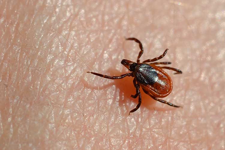 lyme disease Ixodes scapularis deer tick