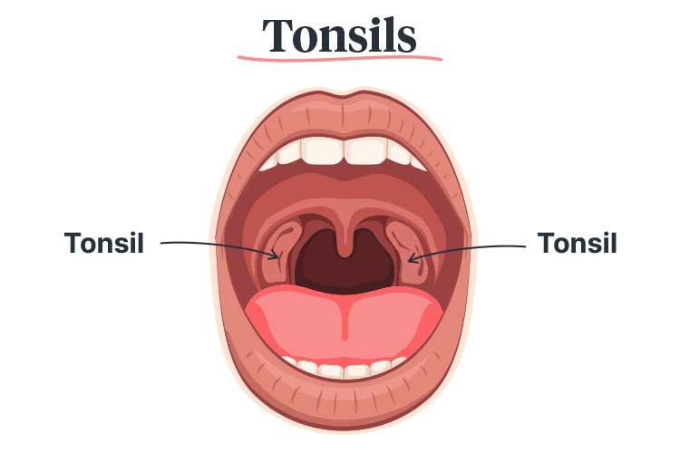 tonsils diagram