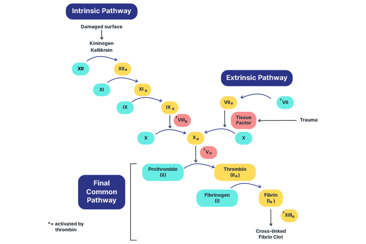 blot clot clotting cascade diagram