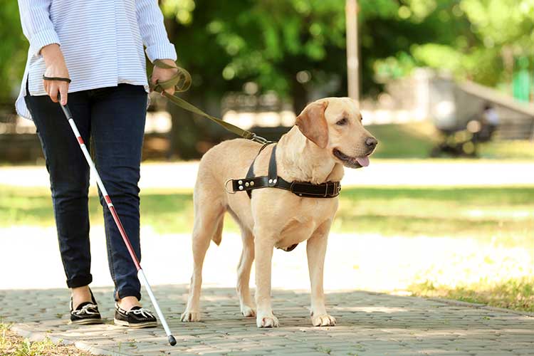 invisible disability aid guide dog cane